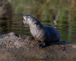 River Otter in the Wichita Mountains