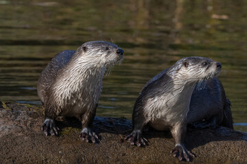 River Otters in the Wichita Mountains