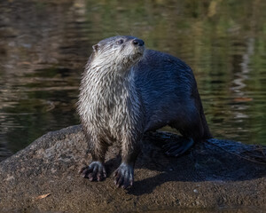 River Otter in the Wichita Mountains