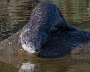 River Otter in the Wichita Mountains