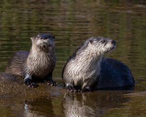 River Otters in the Wichita Mountains