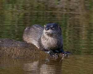 River Otter in the Wichita Mountains