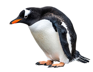 Fototapeta premium Gentoo penguin standing, isolated on white background, transparent PNG