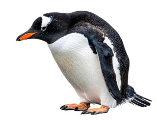 Gentoo penguin standing, isolated on white background, transparent PNG