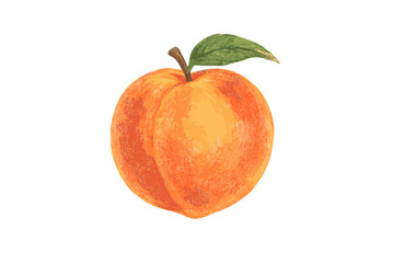 Realistic fresh ripe peach fruit with green leaf and stem mimicking colored pencil texture