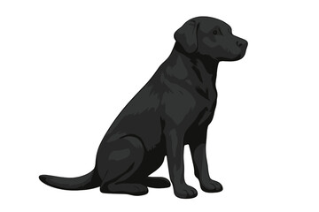Full body view of a black Labrador dog sitting patiently and looking right