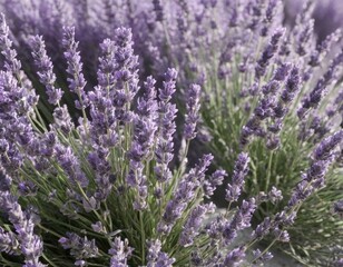 Obraz premium lavender field in provence france