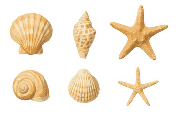 Collection of various beige seashells and starfish marine elements isolated on white background