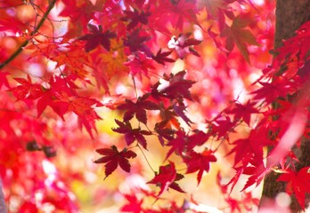 紅葉したモミジの葉