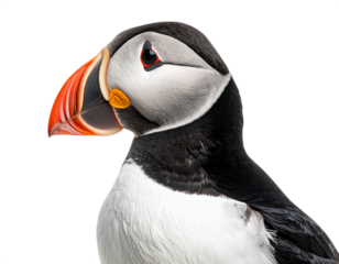 Atlantic puffin bird head close up isolated on white background, transparent PNG