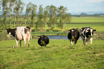 Herd of Friesian and Friesian cross dairy cows grazing in green grass