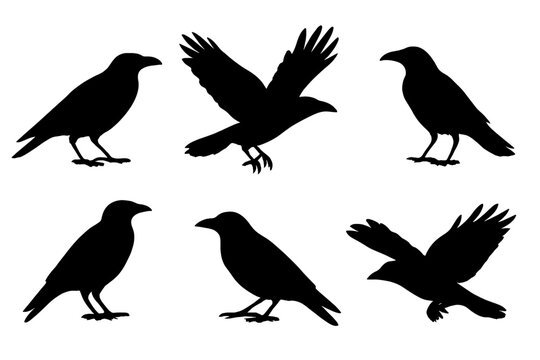 Six black crow or raven bird silhouettes in various flying and standing poses