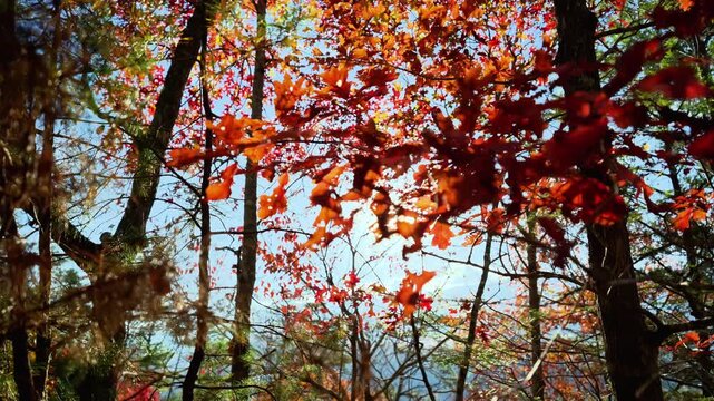 POV view skywards at trees in the forest with green, brown and red foliage on sunny day. Sun rays come through the trees