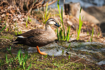 Spot-billed duck resting by the waterside in warm sunlight
