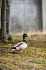 Fototapeta premium Mallard Duck Standing in Mossy Forest Light 