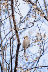 Finch Perched on Winter Branches
