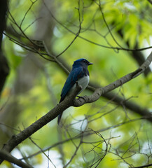 Blue-and-White Flycatcher on Tree Branch
