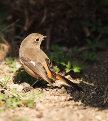 Female Daurian Redstart Standing on the Ground in Sunlight
