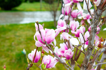 very beautiful magnolia flowers bloom in spring in Tashkent. High quality photo