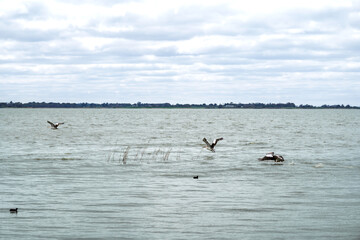 Pelicans gliding over the water in the lake, Lake Colac, Victoria, Australia