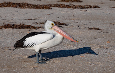 Australia, Smoky Bay pelicans