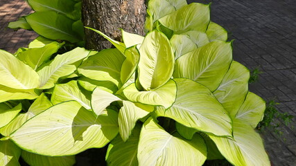 Dumb Cane leaves are yellow young leaves and dark green margins, white midrib and veins....