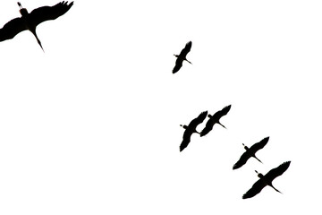 Flying stork (Ciconia ciconia) silhouettes on white sky background. A flock of storks in backlight. Bird, animal. Copy space, blank, empty. Ornithology. 