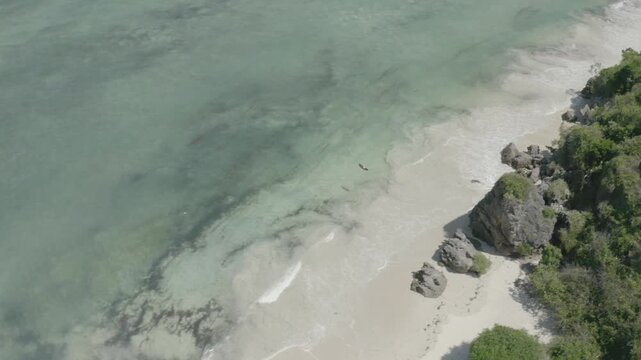 Aerial drone shot tracking of a Bird of Predator off the coast of Kenya beach line.