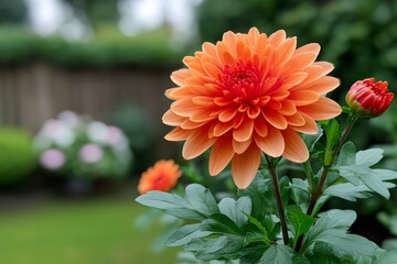 Orange dahlia flower blooming in a garden