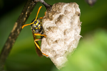 Close up of a paper wasp queen guarding her nest