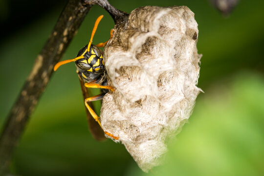 Close up of a paper wasp queen guarding her nest