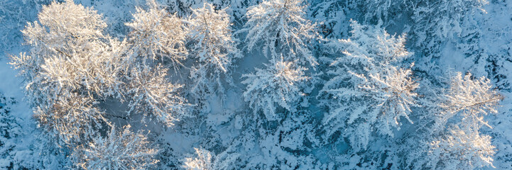 Beautiful woodland landscape with trees in the snow. Aerial photo of the winter forest. Top view of snow-covered larch trees. Cold snowy winter weather. Travel to the Far North. Wide background.