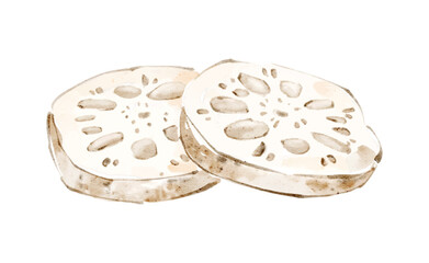 Watercolor Lotus Root Slices illustration,Watercolor, hand drawn, lotus root, lotus root slices, illustrations, food, vegetables