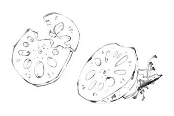 Hand-Drawn Lotus Root Slices Sketch