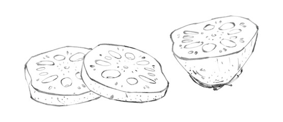 Hand-Drawn Sketch of Lotus Root Slices and Cross-Section