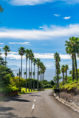 Tokara Horse Grazing in Nature at Kaimon Foothills Park, Kagoshima, Japan