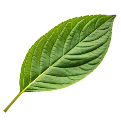 Green leaf isolated on a transparent background
