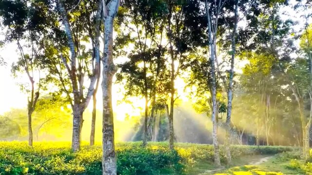 Sunlight streaming through trees in tea garden in assam on a sunny morning