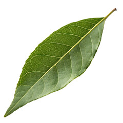 Obraz premium Green leaf isolated on a transparent background 