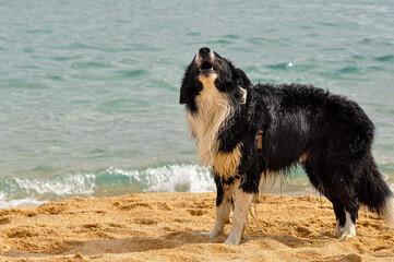 Wet Border Collie dog howling on the beach