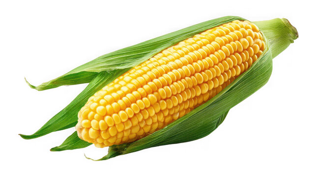 Fresh yellow corn on the cob with green husks, isolated on transparent background