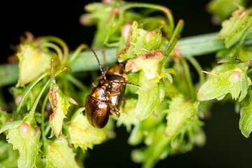 Close up of a pair of Eucolaspis brunnea or bronze beetles a native to new zealand