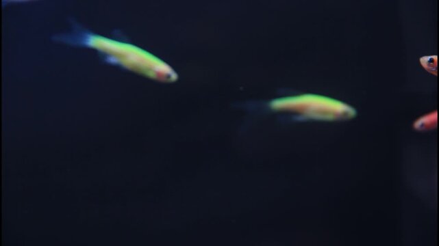 Elegant long fin danio fish with bright neon colors swimming calmly in a freshwater aquarium against a deep dark background