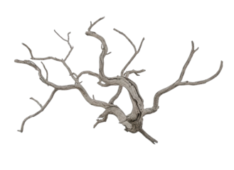 Stripped Bare Tree Branches Against A Stark Black Background Creating A Moody And Artistic Abstract Image