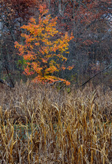 741-51 Bradford Pear & Cattails