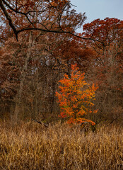 741-58 Bradford Pear & Cattails