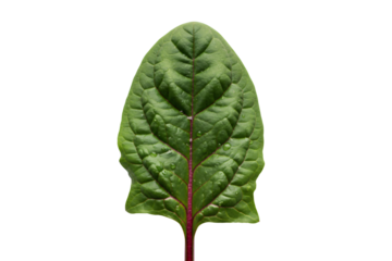 Close up of a single green spinach leaf with visible veins on a  background