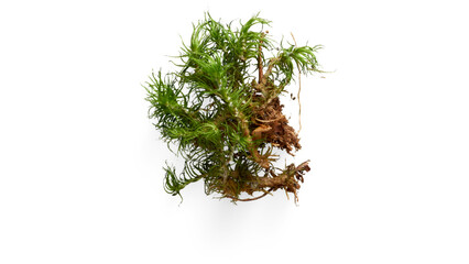 green moss  png, forest moss png, moss texture png, moss cluster png, natural moss, forest floor moss, moss patch png, moss patch, green moss, natural moss png