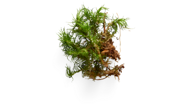 green moss  png, forest moss png, moss texture png, moss cluster png, natural moss, forest floor moss, moss patch png, moss patch, green moss, natural moss png