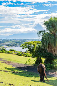 Tokara Horse Grazing in Nature at Kaimon Foothills Park, Kagoshima, Japan